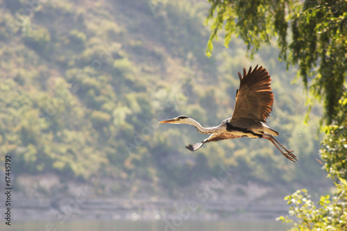 Fotografie Grey heron flying over big river shore