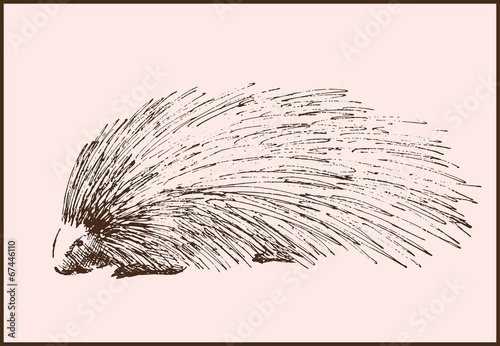porcupine