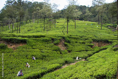 Teeplantage, Nuwara Eliya, Sri Lanka