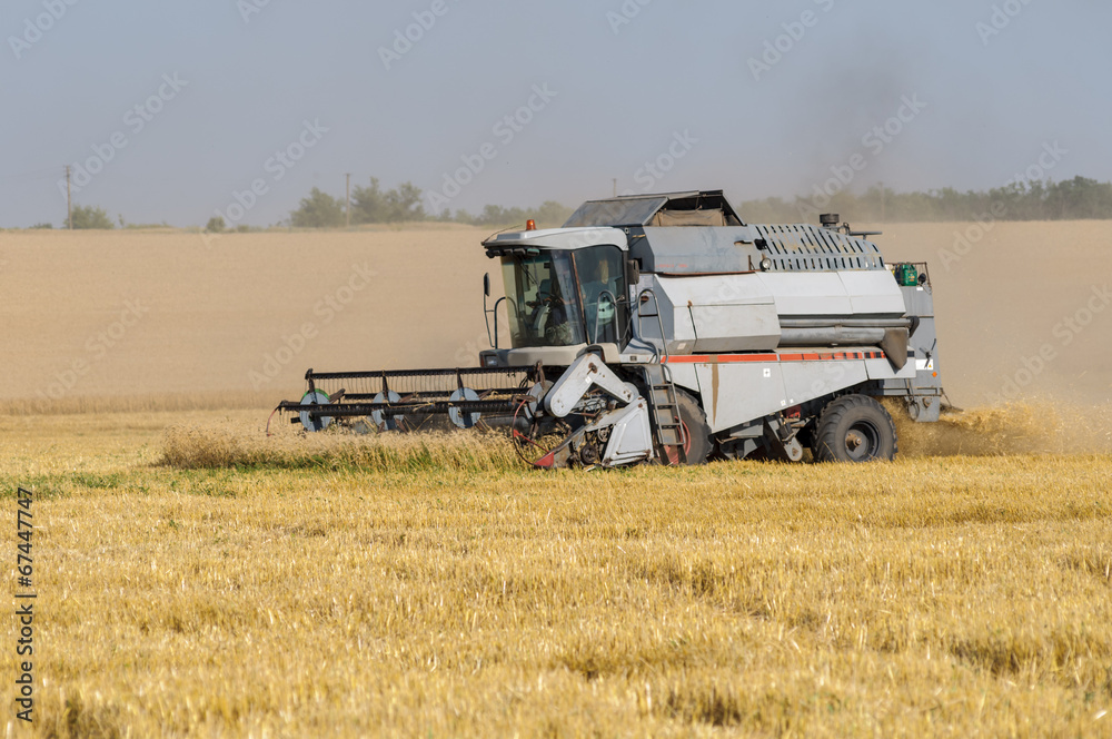 Fototapeta premium Combine harvester works in the field