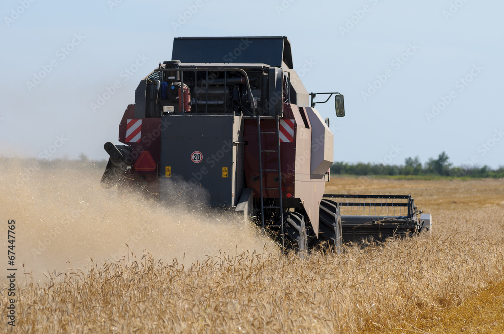 Obraz premium Mechanized harvesting wheat grain harvester