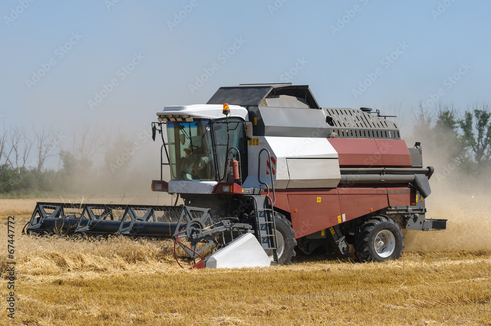 Fototapeta premium Mechanized harvesting wheat grain harvester