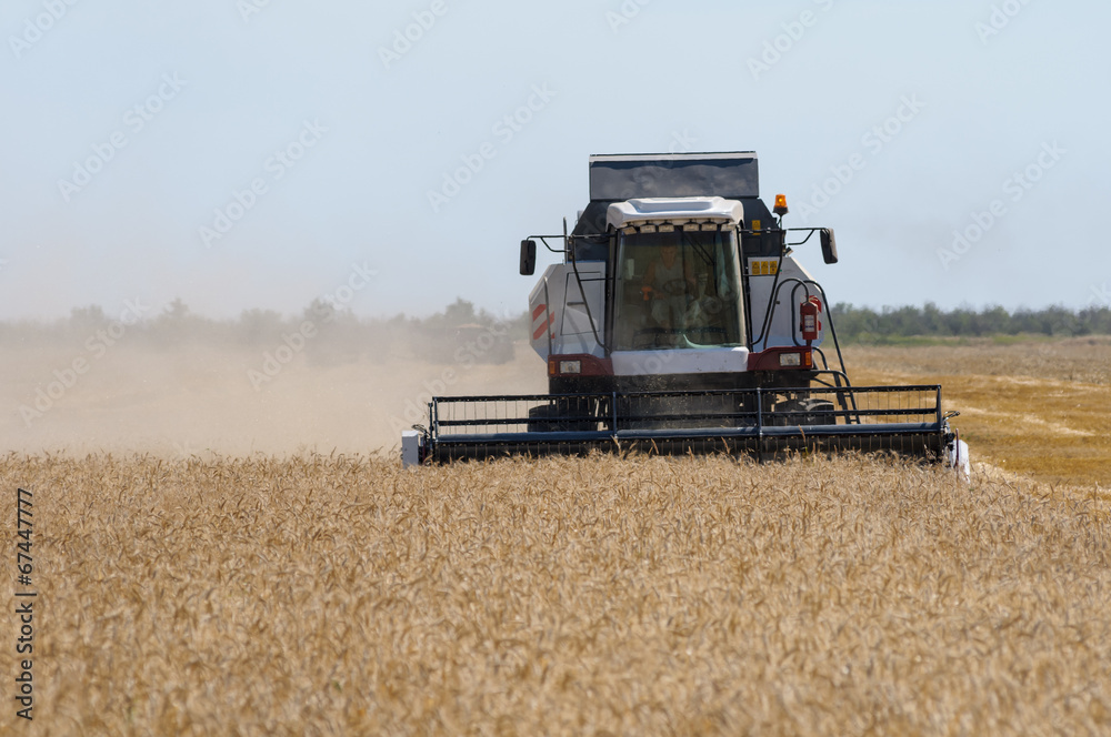 Fototapeta premium Mechanized harvesting wheat grain harvester