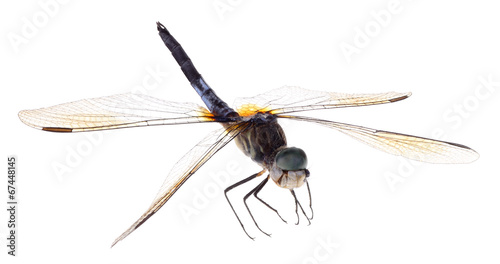 Blue Dasher Dragonfly Isolated