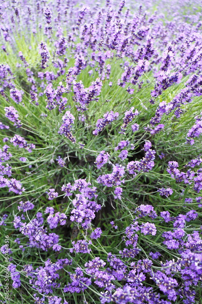 Obraz premium ラベンダー Lavender