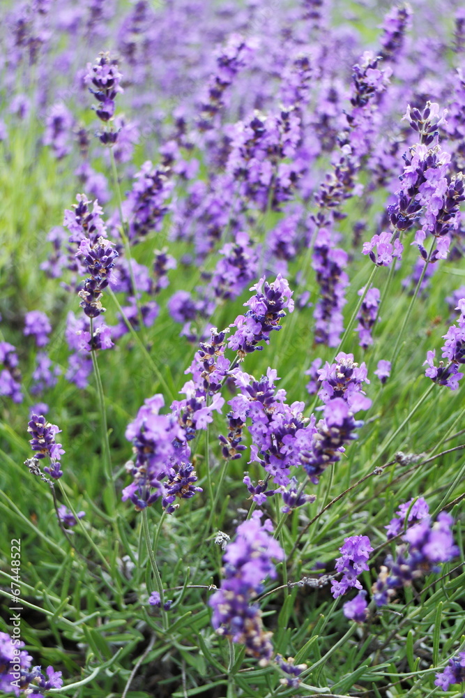 Fototapeta premium ラベンダー Lavender