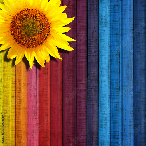 Fototapeta Naklejka Na Ścianę i Meble -  sunflower leaning on colored wooden background