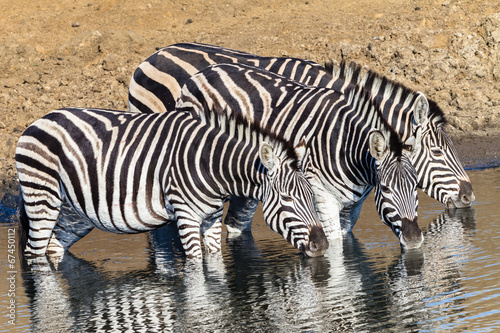 Wildlife Three Zebra s Waterhole