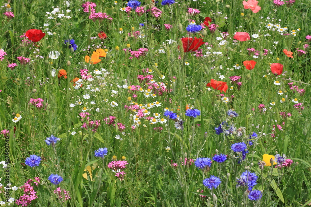 view on flowers on a meadow