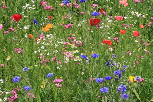 Fototapeta Naklejka Na Ścianę i Meble -  view on flowers on a meadow