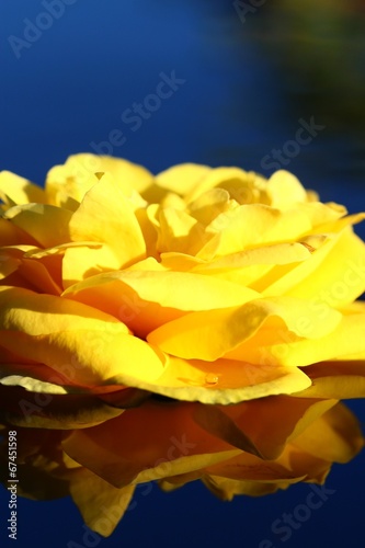 gelbe rose auf dem wasser I