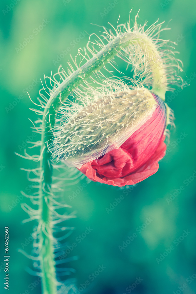 Fototapeta premium red weed