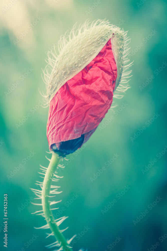 Naklejka premium red weed