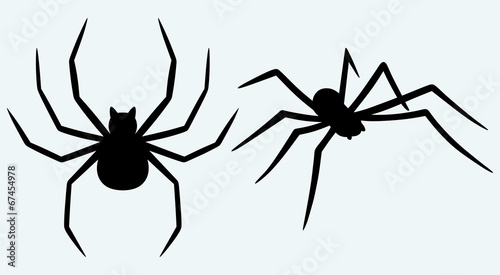 Tarantula spider isolated on blue background photo