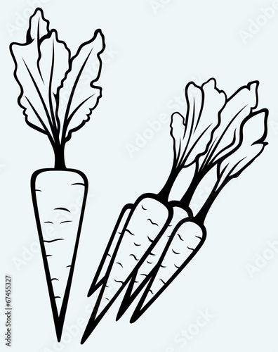 Carrot vegetable with leaves