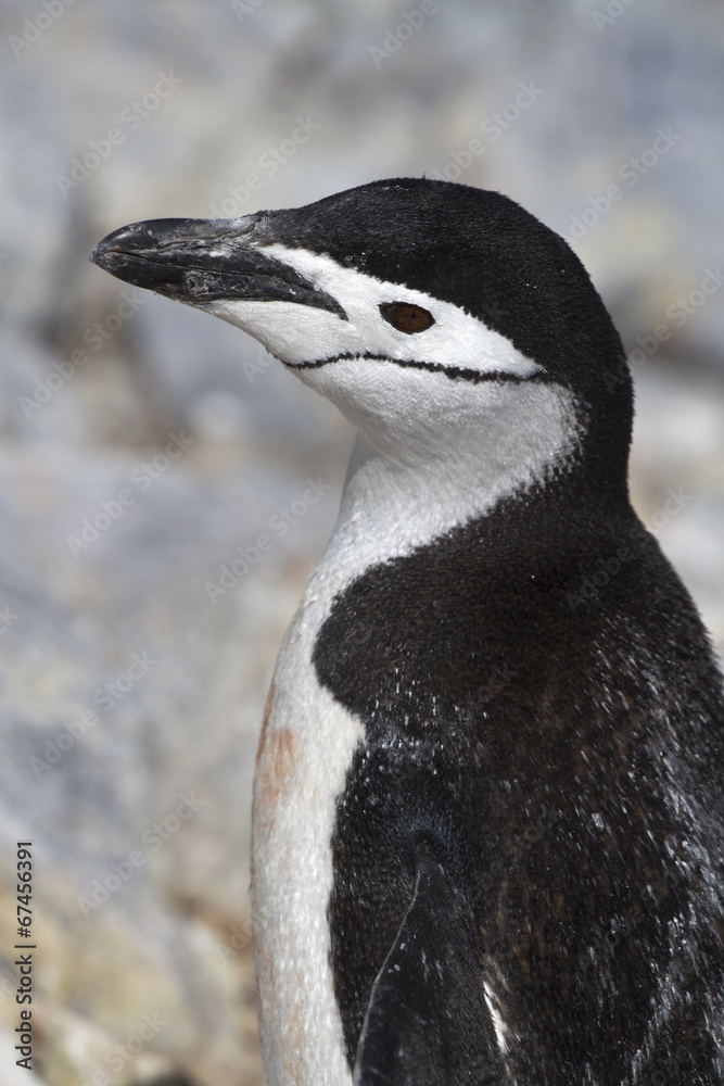 Naklejka premium portrait of Antarctic penguin near colony the Antarctic island