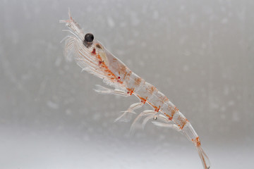 Fotobehang Zuidpoolgebied Antarctische krill in zuidelijke oceaan  © Tarpan