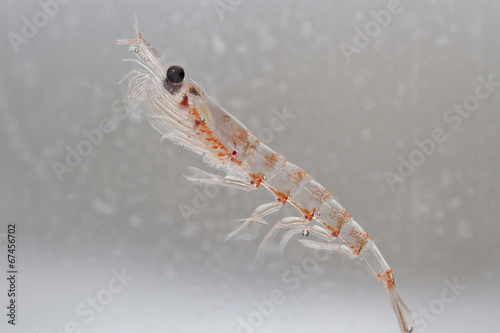 Antarctic krill in the water column of the Southern Ocean