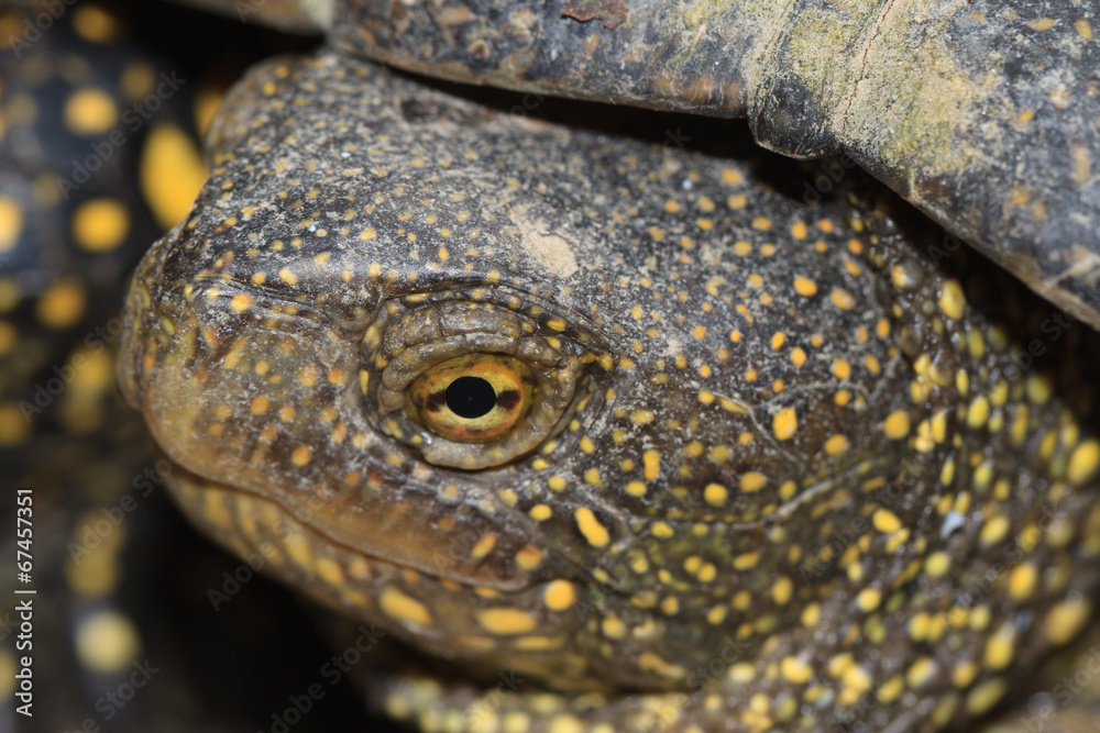 Obraz premium head spotted freshwater turtle outdoors