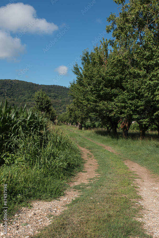 Obraz premium Viottolo