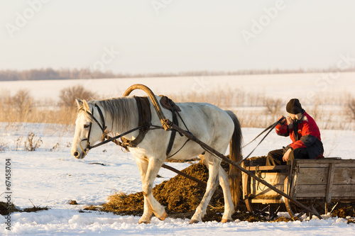 man with horse sledge outdoor