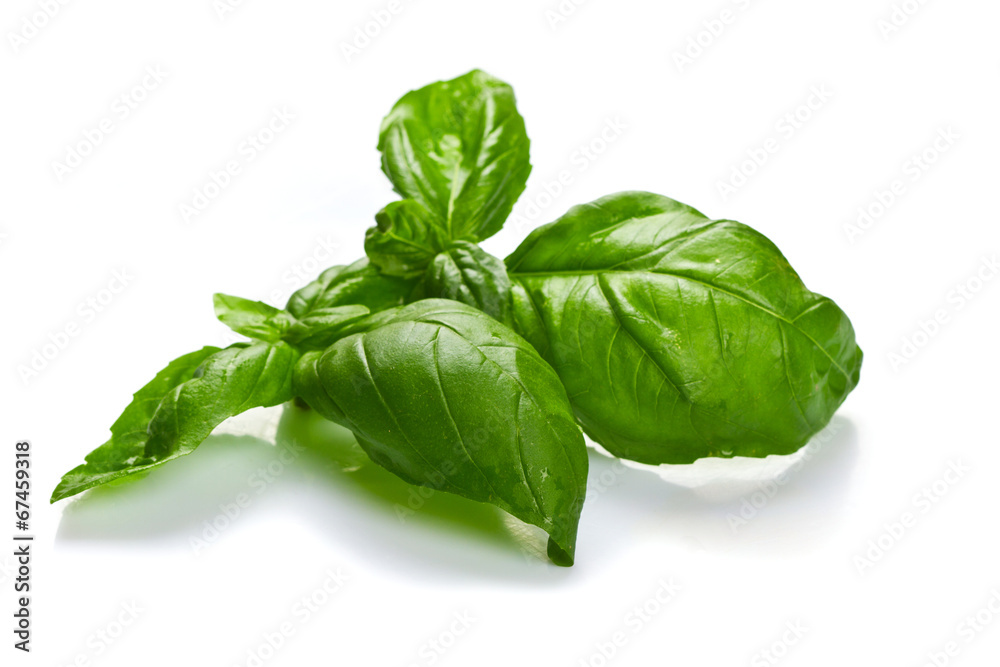 Obraz premium Fresh basil leaves in closeup
