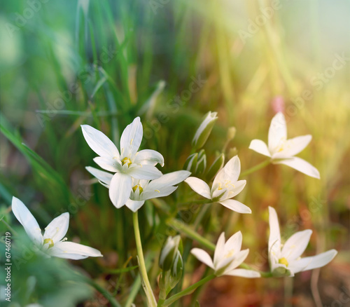 Fototapeta Naklejka Na Ścianę i Meble -  White meadow flowers
