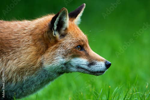 Fox