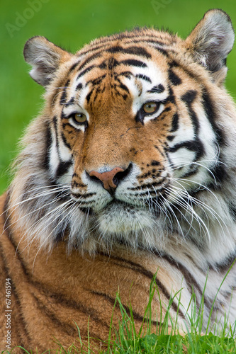 Fototapeta Naklejka Na Ścianę i Meble -  Siberian Tiger