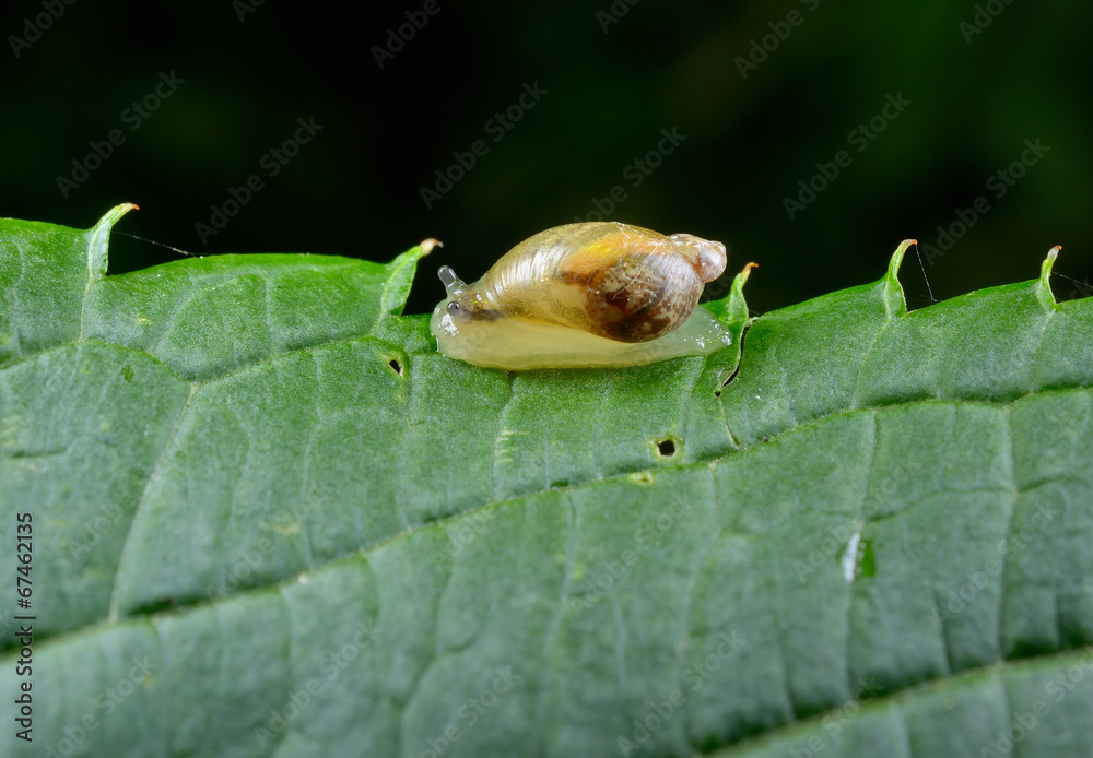 Bernsteinschnecke Bernsteinschnecke