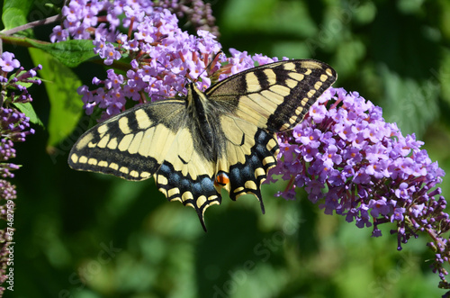 schwalbenschwanzschmetterling photo