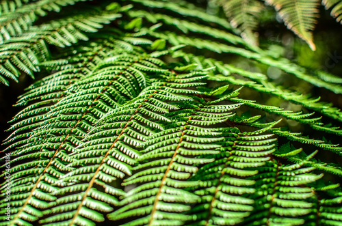 Detail of a beautiful leaf of Fern close-up