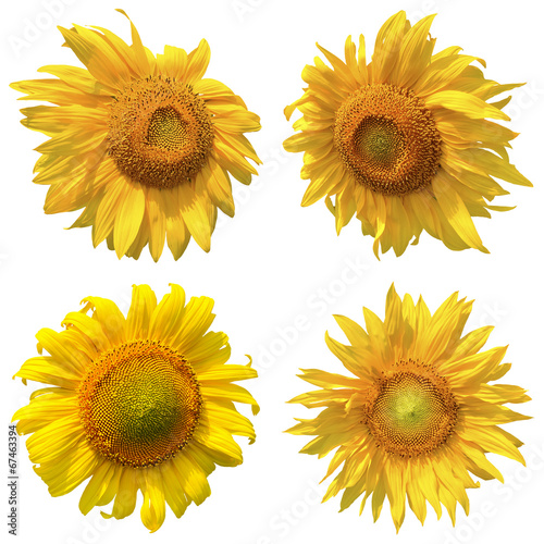 Set of four isolated sunflowers