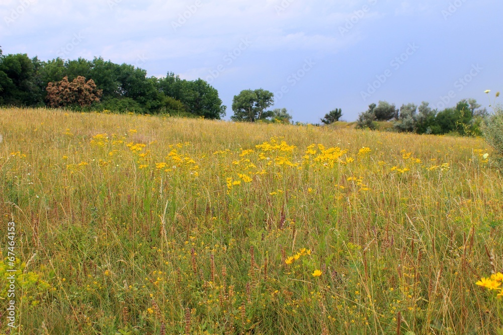 Meadow of yellow wild flowers