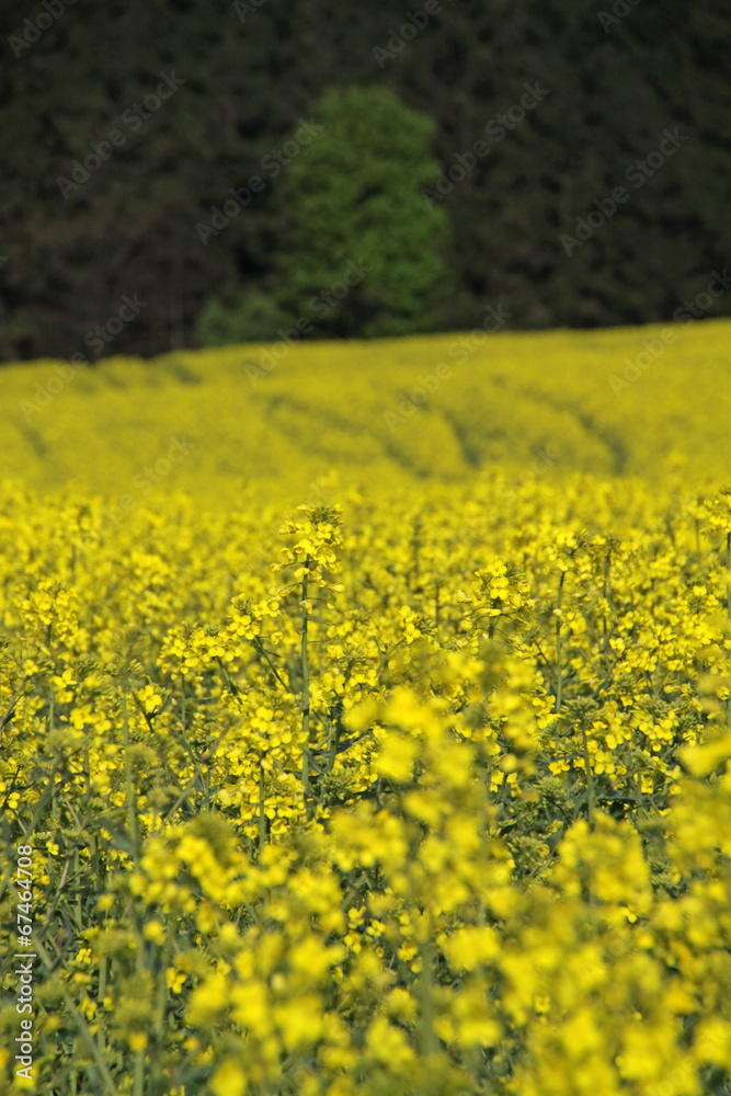 Blühendes Rapsfeld