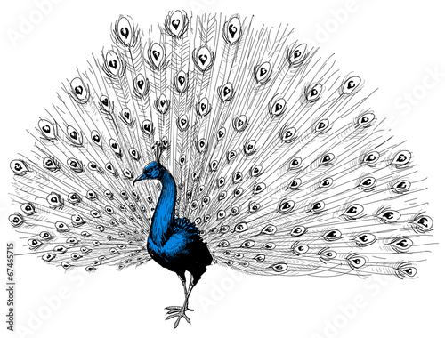 Peacock isolated hand drawing