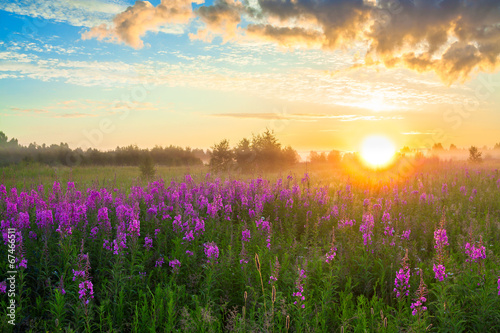 rural landscape with the sunrise, a blossoming meadow and fog