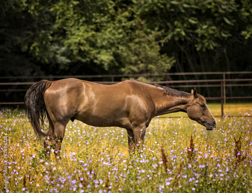 Horse in a Pasture