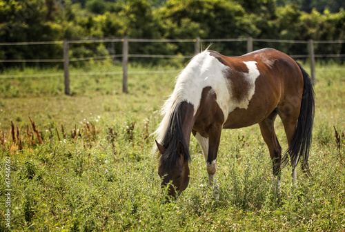 Fototapeta Naklejka Na Ścianę i Meble -  Appaloosa Horse in a Pasture
