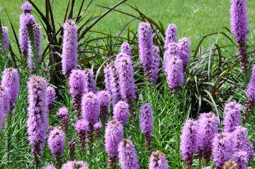 Liatris spicata flowers in the garden photo
