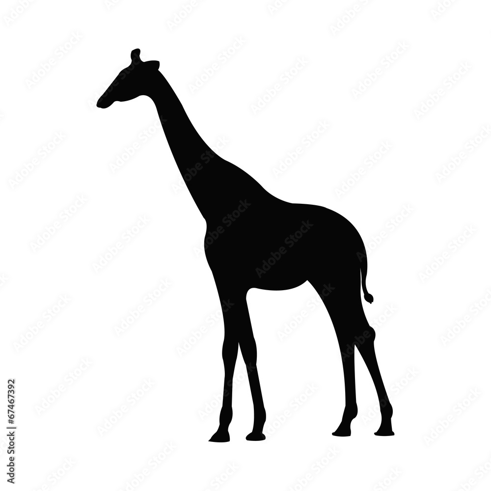 Naklejka premium Giraffe