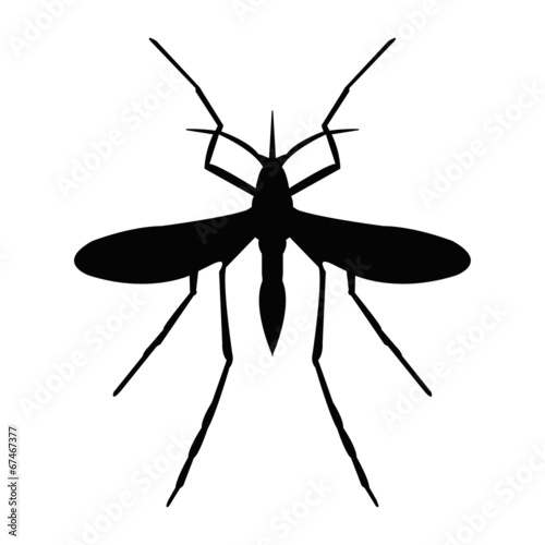 Mosquito
