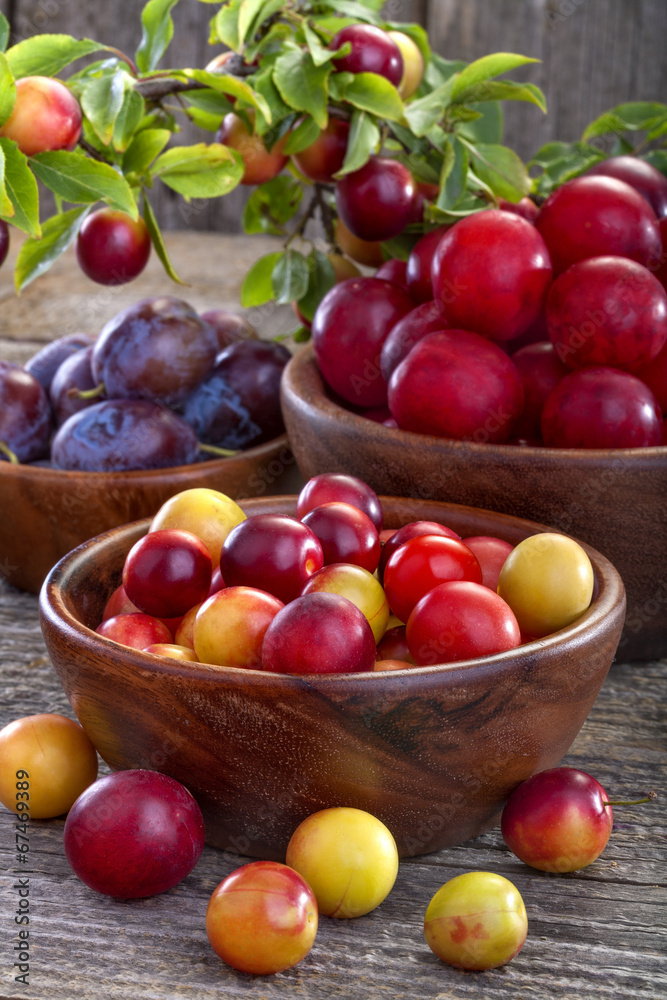 sloes and domestic organically grown plums on the table sloes and domestic organically grown plums on the table