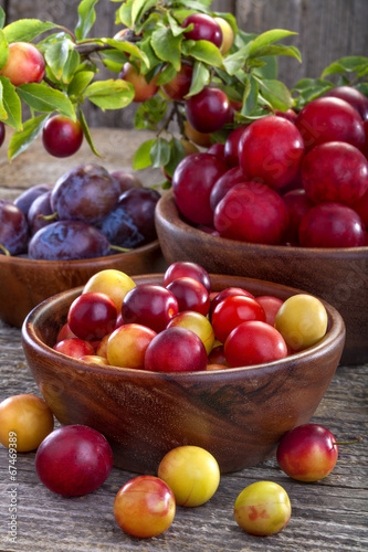 sloes and domestic organically grown plums on the table