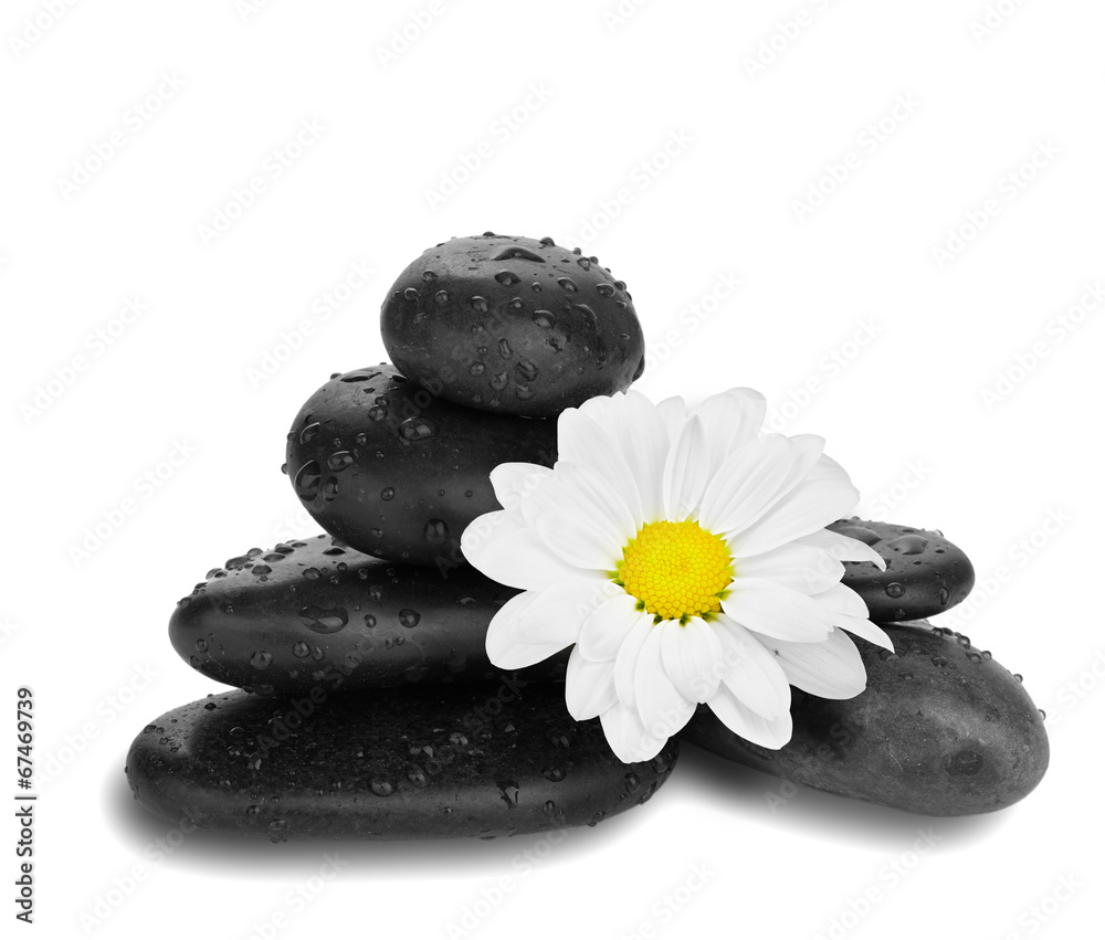 camomile flower end bamboo