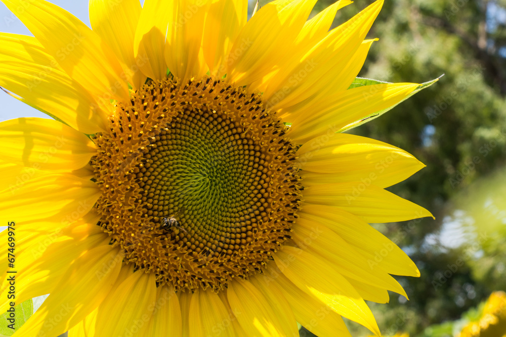 Obraz premium girasole