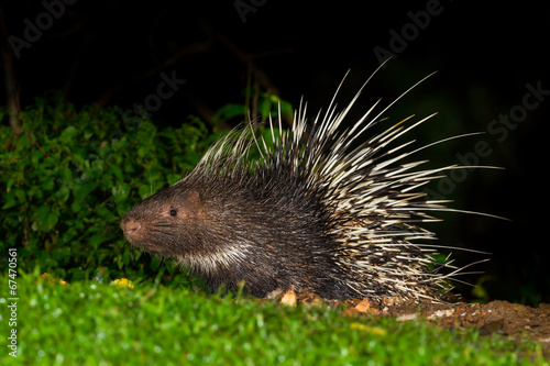 Full body side view of Nocturnal animals Malayan porcupine
