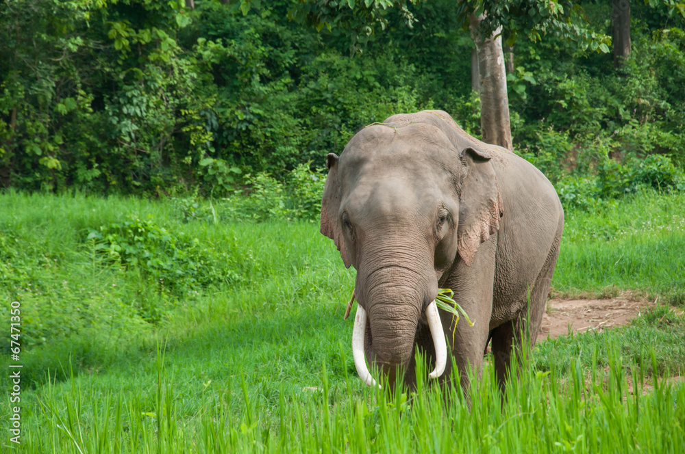 Male Asian Elephant in grassland