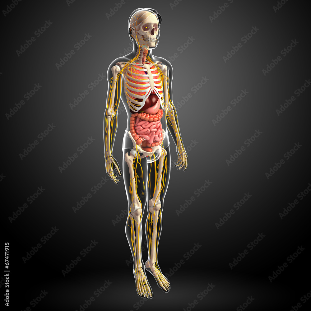 Male skeleton and digestive system Male skeleton and digestive system