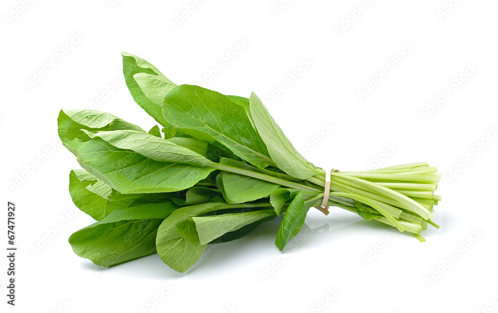 Chinese Cabbage isolated on white background Chinese Cabbage isolated on white background